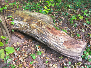 dry log in the autumn forest