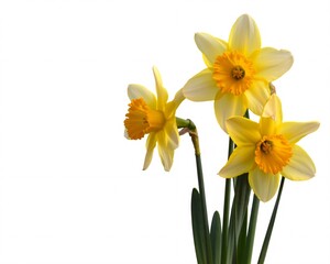 Vibrant yellow daffodils bloom with bright orange centers, evoking feelings of springtime joy and new beginnings perfect for creative projects.
