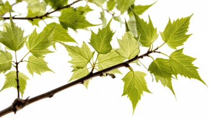 Fototapeta premium Branches with serrated green leaves set against a white backdrop, viewed from a low angle, natural framing for design purposes