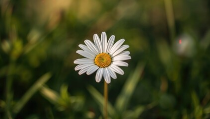 Naklejka premium Leucanthemum vulgare, white daisy blooming amidst greenery, seasonal change