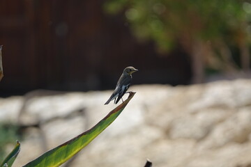 the oriental magpie robin (Copsychus saularis)