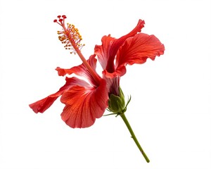 Fototapeta premium Close-up of a vibrant red hibiscus flower with a long stamen, isolated on a white background, showcasing its delicate petals and stem.