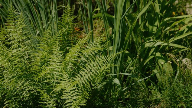In a summer garden, lush green leaves of diverse plants including ferns sway under sunlight, highlighting seasonal vibrancy