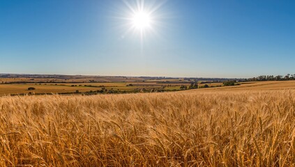 Obraz premium Wheat crop field in summer, showcasing agricultural practices and community efforts