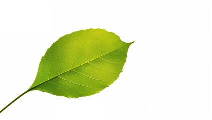 Fototapeta premium Green foliage of the Morus australis tree displayed against a white backdrop, seasonal change