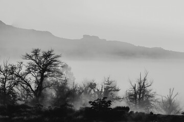 Trees in Morning Fog &ndash; Black and White Nature Mood