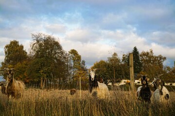 Landschaftspanorama mit Ziegenherde auf Grasweide hinter Zaun vor Bäumen und blauem Himmel mit weißem Wolkengebilde bei Sonne am Nachmittag im Herbst