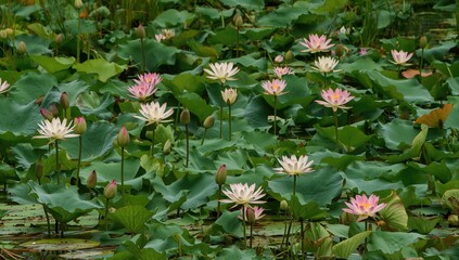 Fototapeta premium Multicolored lotus flowers floating on water, natural beauty and biodiversity