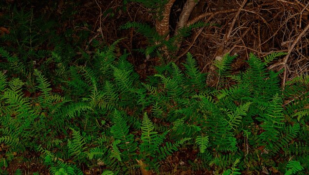 In the summer night, green fern leaves emerge, symbolizing seasonal growth