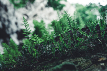 Lush green fern in a peaceful forest