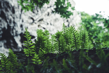 Lush green fern in a peaceful forest