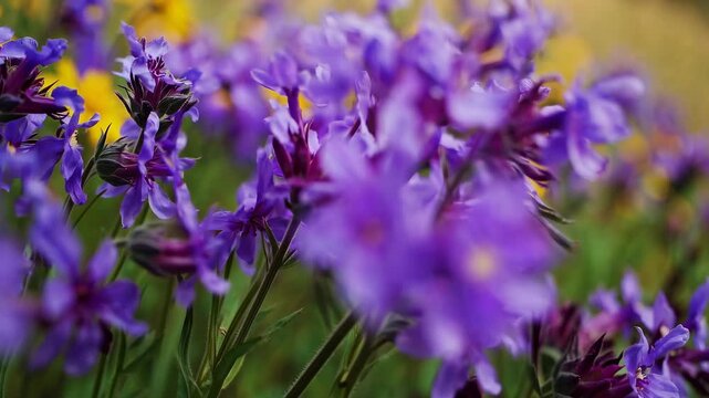 Vibrant close-up video of purple and yellow flowers in a garden. Captured at a low angle, showcasing a dreamy, blurred background for a serene effect. Live desktop wallpaper.