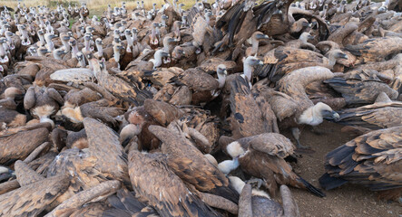 Griffon Vulture (Gyps fulvus)