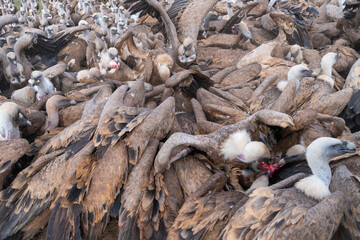 Griffon Vulture (Gyps fulvus)
