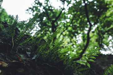 Lush green fern in a peaceful forest