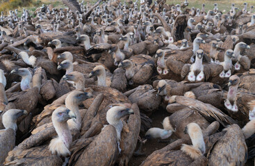 Griffon Vulture (Gyps fulvus)