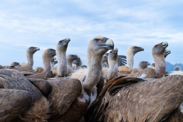 Griffon Vulture (Gyps fulvus)