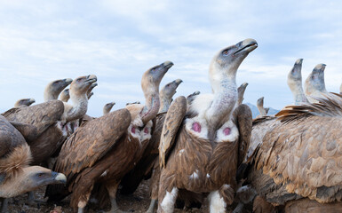 Griffon Vulture (Gyps fulvus)