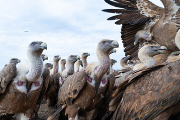Griffon Vulture (Gyps fulvus)