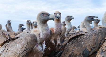 Griffon Vulture (Gyps fulvus)