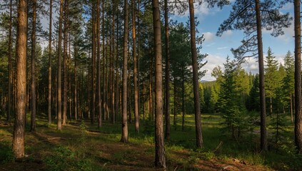 Obraz premium Inside a coniferous forest during spring, exploring seasonal change
