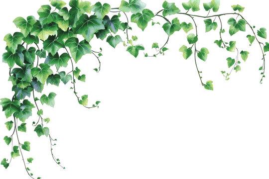 A watercolorstyle ivy vine cascades gracefully, isolated on transparent background, its delicate green leaves creating a natural, organic corner accent for design projects