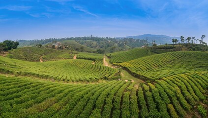 Aerial View Of A Tea Tree Plantation, Seasonal Change