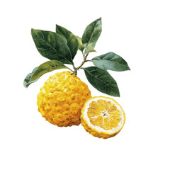 Whole and Halved Yuzu Fruit with Leaves