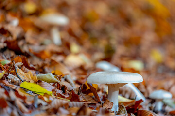 Selective focus of Clouded funnel mushroom in forest in autumn, Clitocybe nebularis or Lepista nebularis is an abundant gilled fungus which appears both in conifer-dominated forests, Nature background