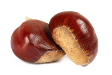 Fresh raw chestnut isolated on white background