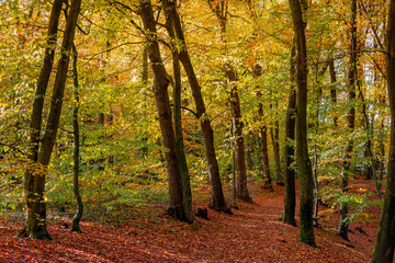 Fototapeta premium Autumn landscape, Natural path covered with orange brown leaves, Beautiful forest in countryside, Multi colour of leaves on the trees with warm sunlight in afternoon, Gelderland province, Netherlands.