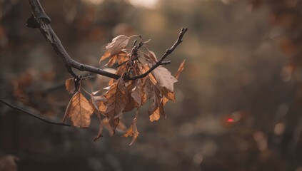 Close-up view of withered foliage on branches, highlighting seasonal change