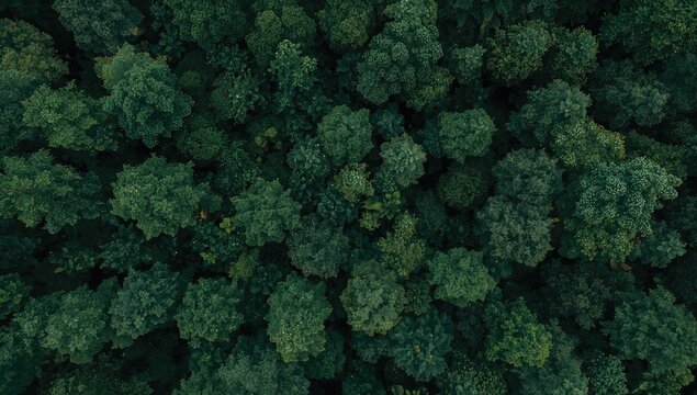 Aerial perspective of lush woodland during the rainy period, abundant natural resources and clean atmosphere, concept of a verdant planet and wellness, suitable for background wallpaper and graphic