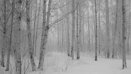 Monochrome image featuring white birch trees with distinctive bark in a grove setting, highlighting natural patterns