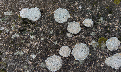 Detailed macro of light gray lichen colonies on textured rock in natural environment