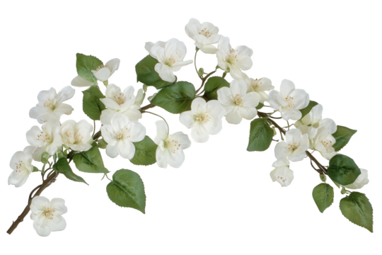 Elegant white blossoms on a branch isolated on transparent background, showcasing delicate petals and lush green leaves, creating a serene and natural floral arrangement