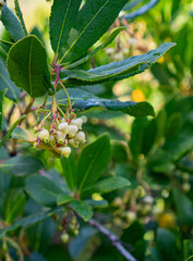 White myrtle branch with green berries and shiny leaves in natural sunlight