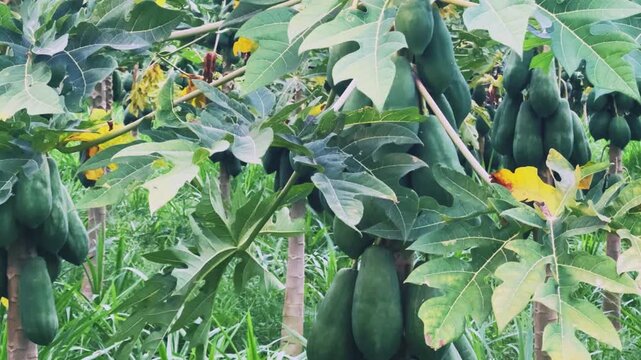 Papaya plantation. There are many large fresh papayas on the tree. Green papaya fruits on fruit trees. Papaya fruit, Central Java, Indonesia, Asia. 4K