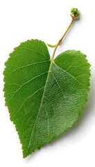 Fototapeta premium Isolated Heart Shape Leaf with Delicate Veins, A Natural Symbol of Tenderness and Connection