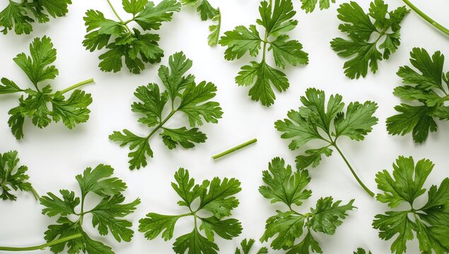 Fresh parsley leaves on a white backdrop, ideal for culinary presentations