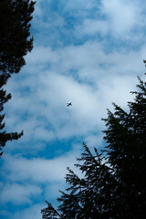 Silhouette of an airplane flying directly overhead in a deep dark blue dramatic sky. Minimalistic scene with strong contrast and cinematic atmosphere.