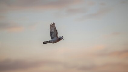 Obraz premium A dove in the early morning light, symbolizing peace and hope