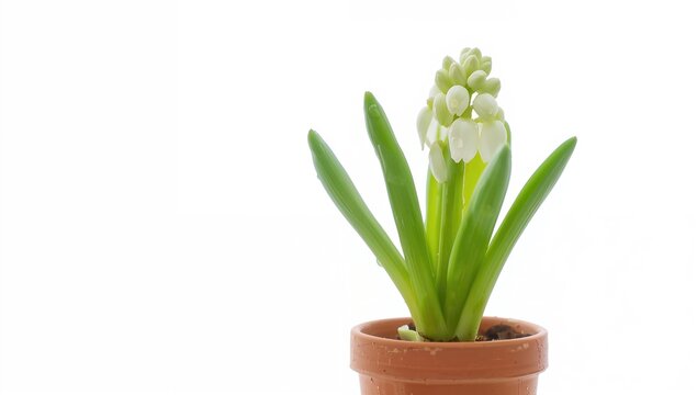 A young hyacinth plant in a small pot with water droplets on its leaves and unbloomed buds, fiber-dense choice