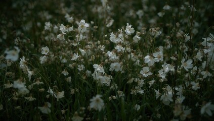 Green ground with dried white flowers, a vibrant display of natural flora, seasonal change