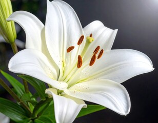 Close-up of White Lily Against Dark Background