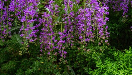 Naklejka premium A serene garden featuring bright purple orchids amid lush greenery, highlighting seasonal beauty