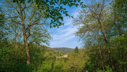 Fototapeta premium A glimpse of the woodland, highlighting seasonal change