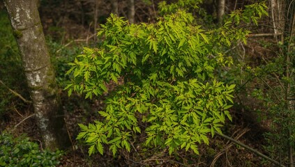 Obraz premium Linden tree leaves in vibrant green during spring, symbolizing seasonal change