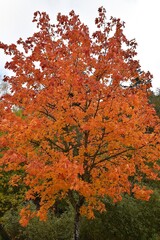 A colorful maple in autumn.
