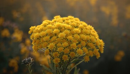 Cluster of Yellow Billy Buttons, vibrant floral arrangement, suitable for editorial backgrounds